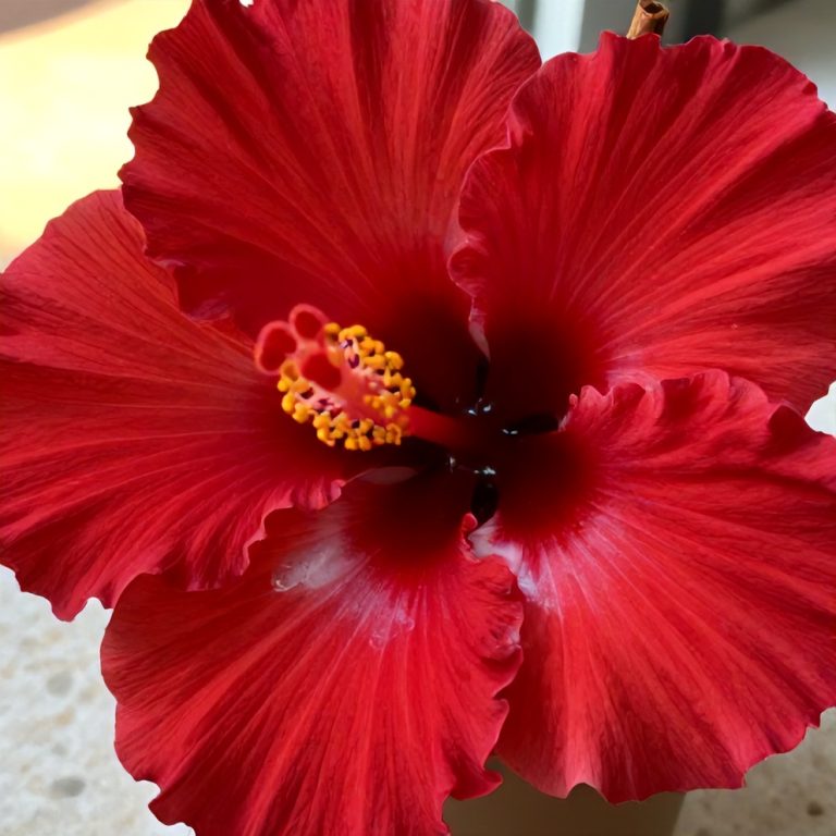 hibiscus cardamom iced latte